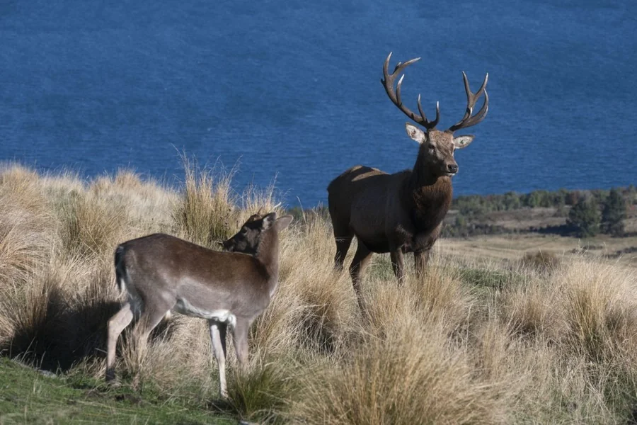 Red Deer