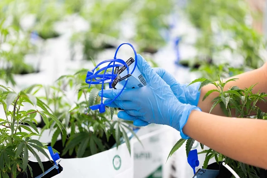 How do Product Sourcing Strategies for Dispensaries Stocking Multiple Cannabinoid and Mushroom Categories