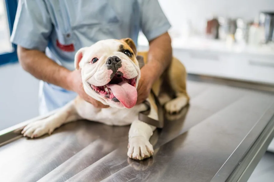 Annual Vet Visit